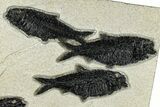 Multiple Fossil Fish (Knightia) Plate - Wyoming #292353-1